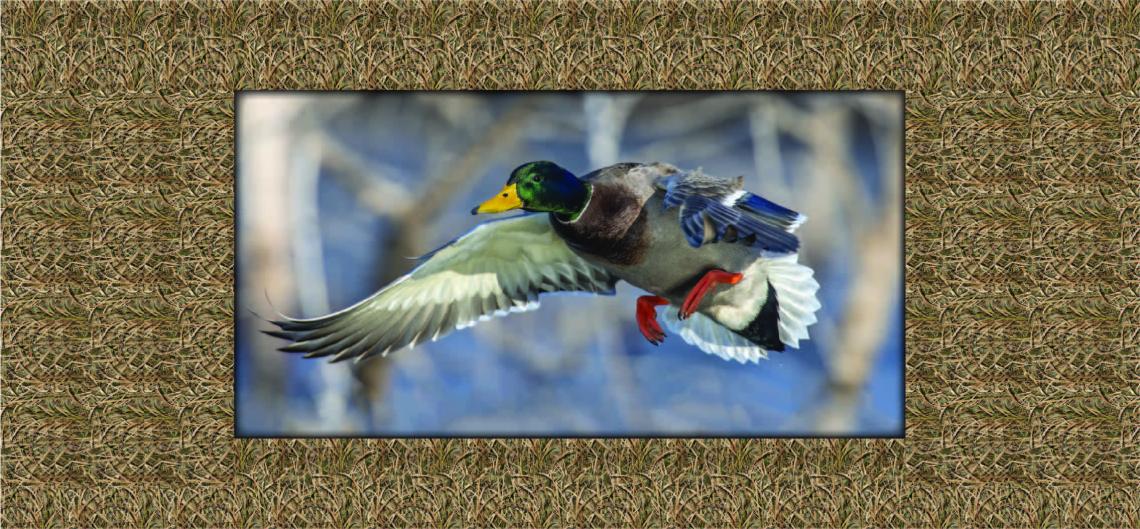 Duck