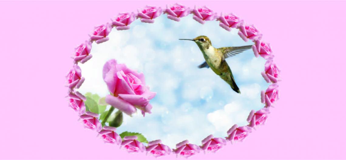 Hummingbird