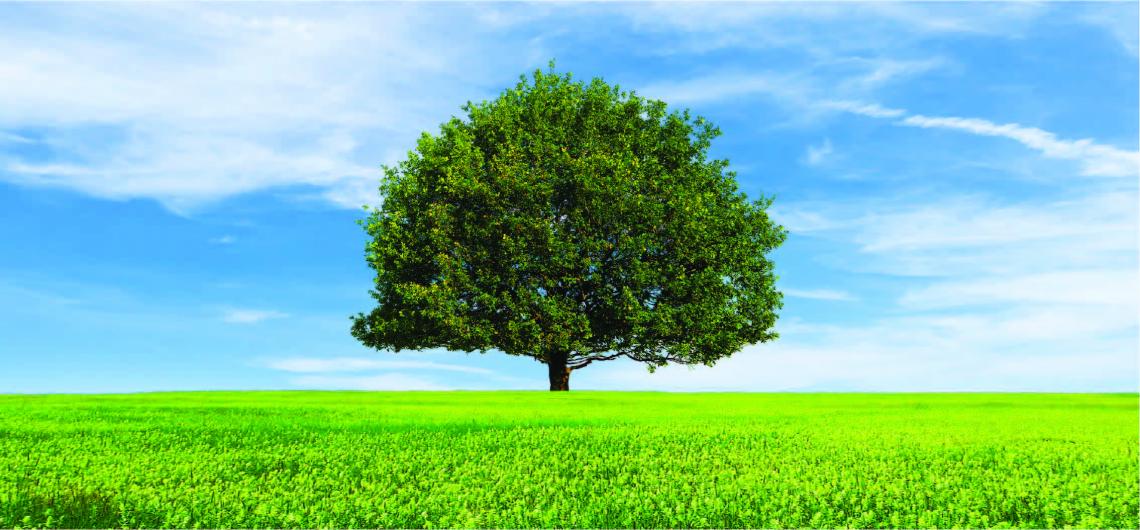 Life Tree