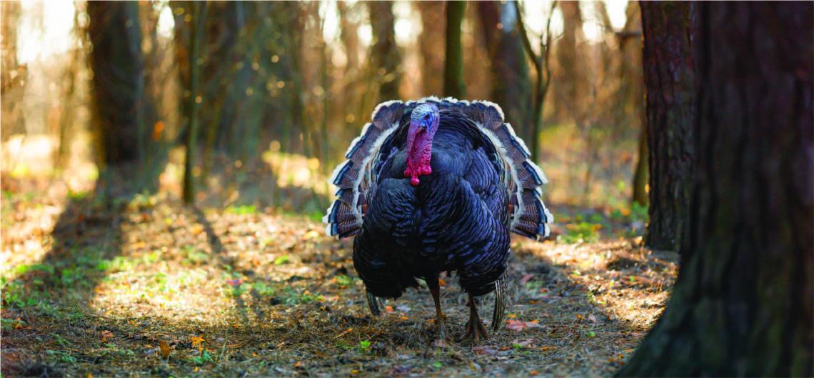 Turkey