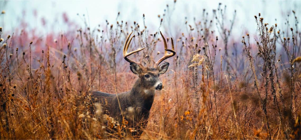 Whitetail Deer